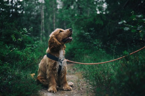 Dog Walking Volunteer